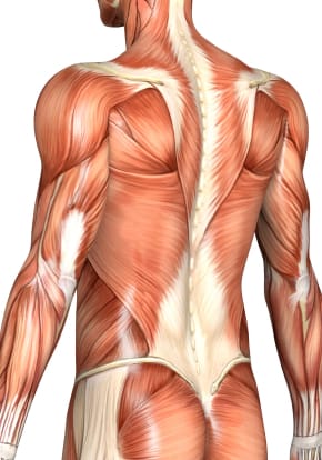 Torso Back