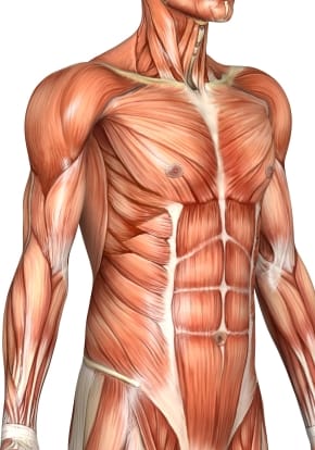 Torso Front